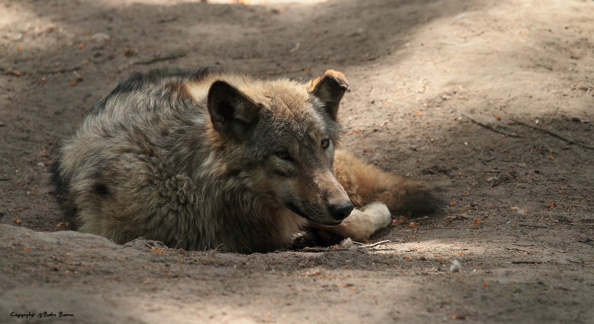 Ich Hab Nen Knick Im Ohr Foto Bild Wolves Bilder Auf Fotocommunity