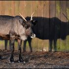 Ich hab nen SCHATTEN !!!