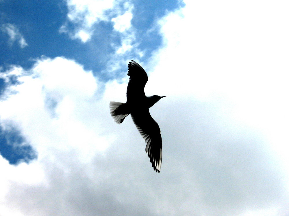 Ich hab nen Vogel...