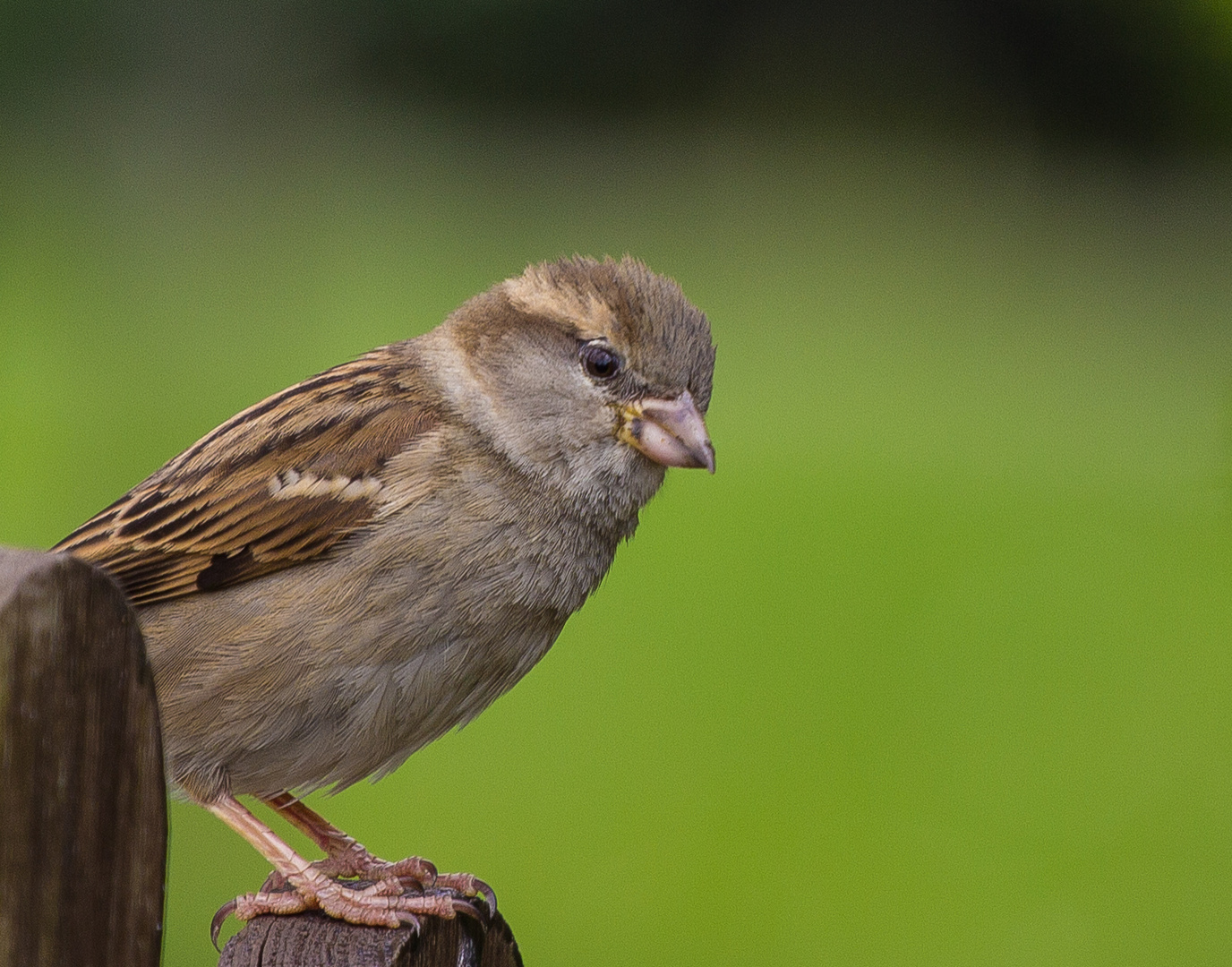 Ich hab nen Vogel.............