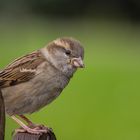 Ich hab nen Vogel.............