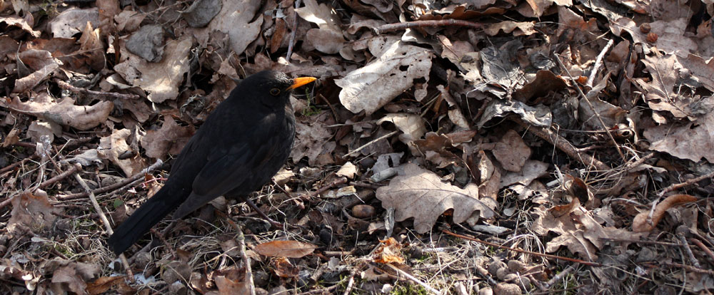 ich hab nicht nur einen Vogel, wie ihr seht