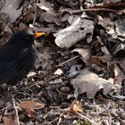 ich hab nicht nur einen Vogel, wie ihr seht