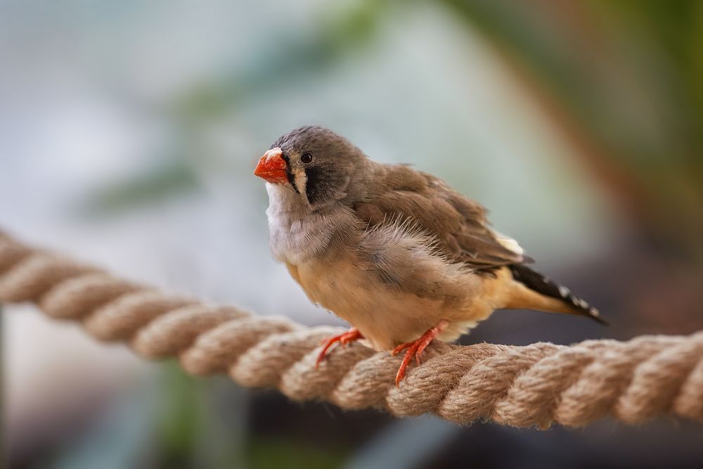 ich hab' öfters einen Vogel