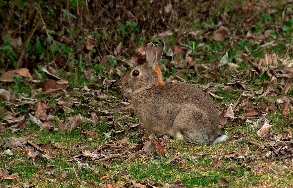 Ich hab schon den Osterhasen gesehen ....