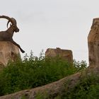 Ich hab (Stein) Bock