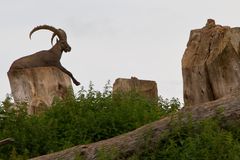 Ich hab (Stein) Bock