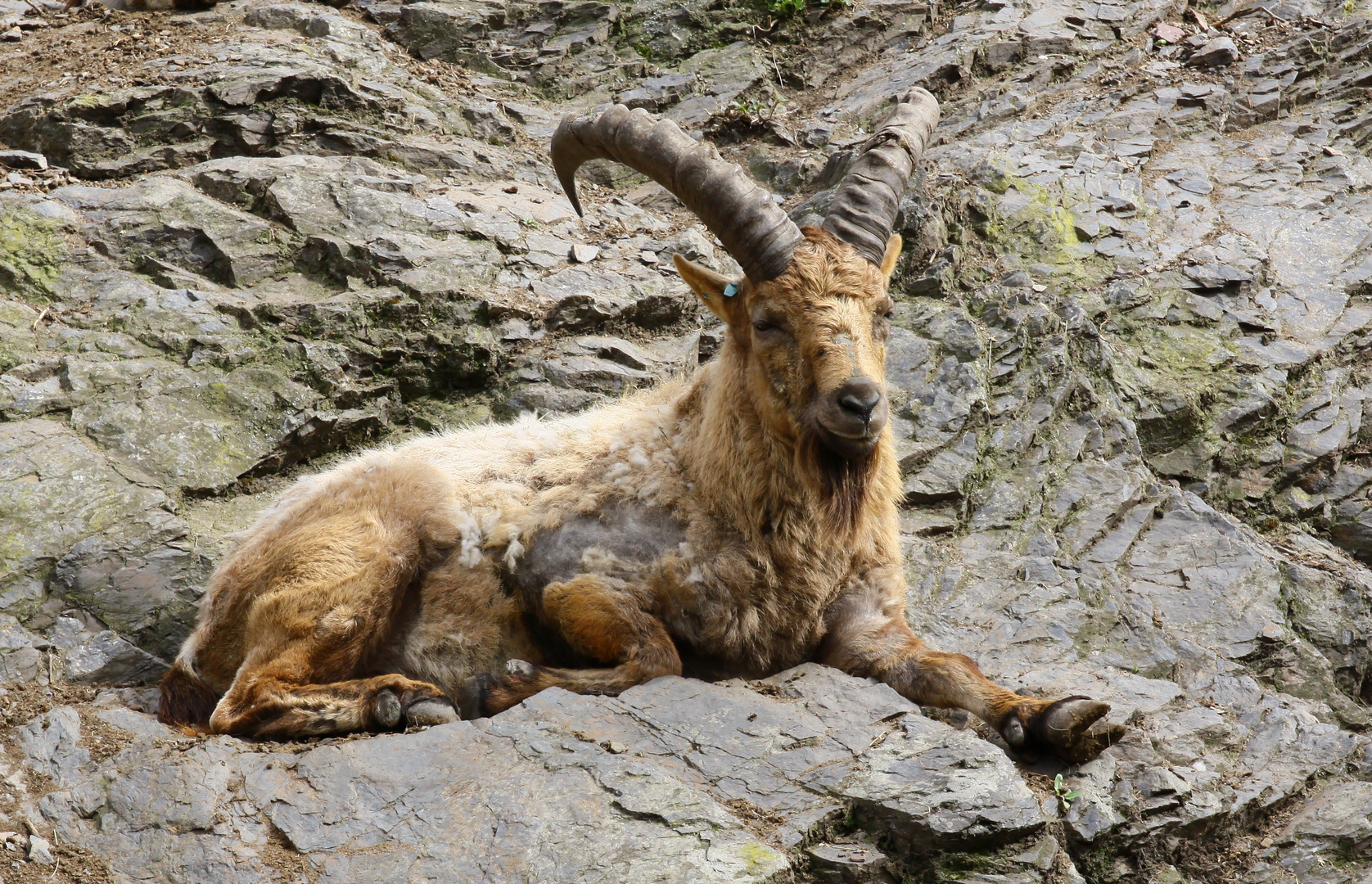 ich hab (Stein)Bock