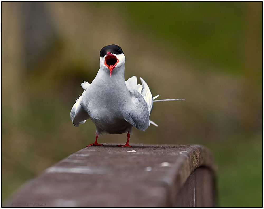 Ich hab "STOP!" gesagt!