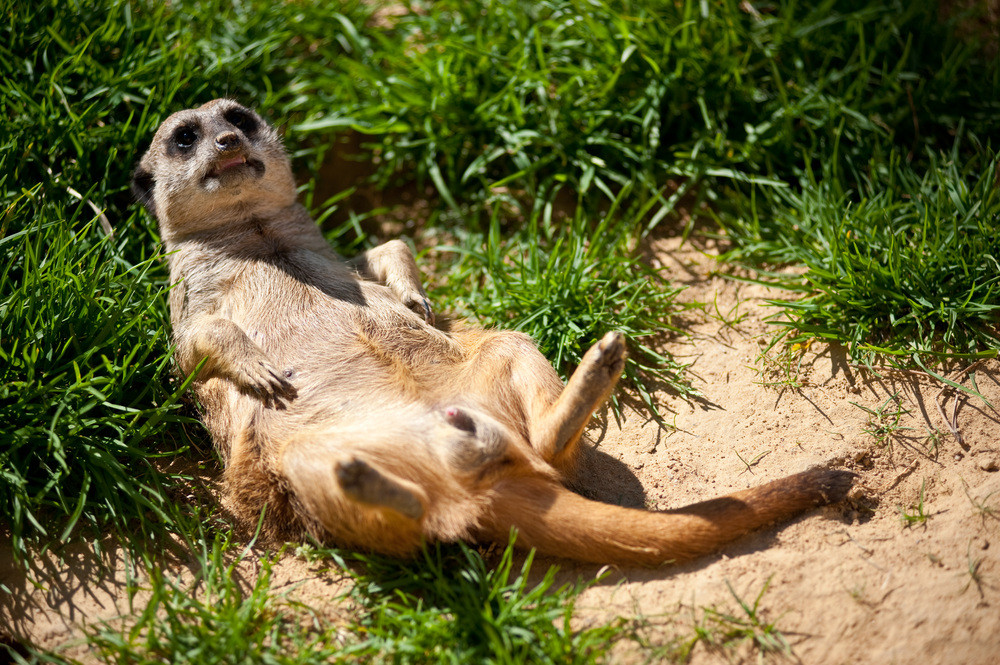 Ich hab Urlaub