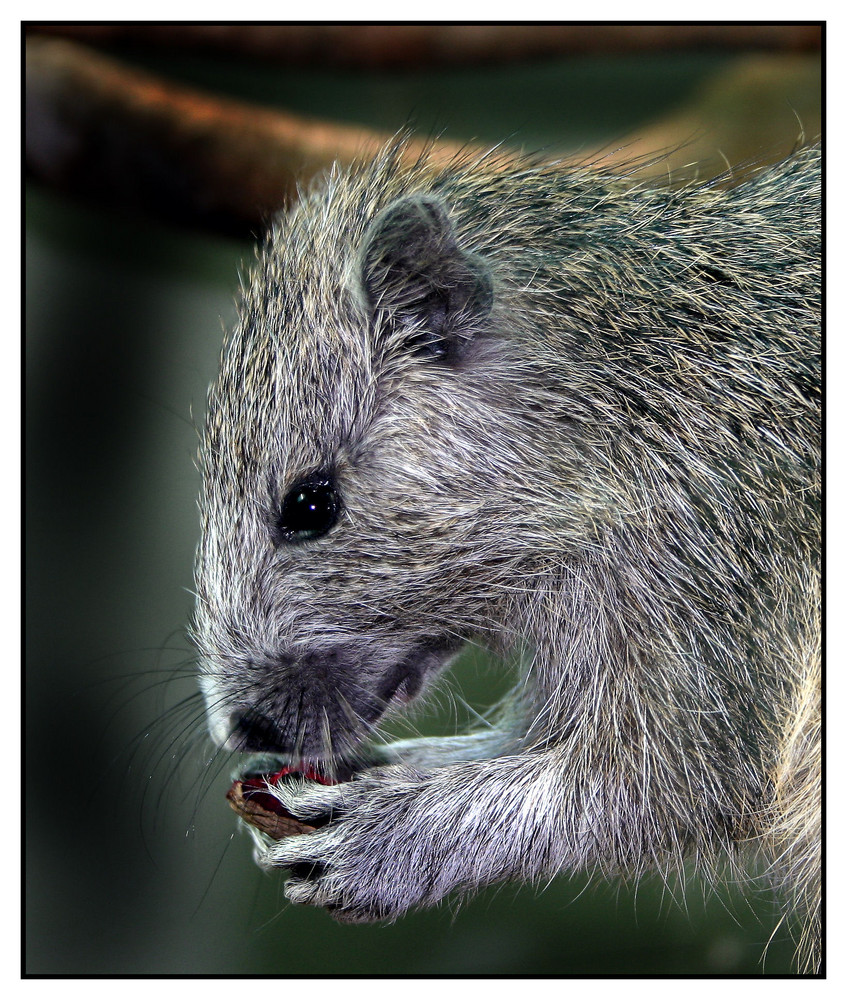 Ich hab was zum Knabbern und ihr? Foto &amp; Bild | tiere, zoo, wildpark ...