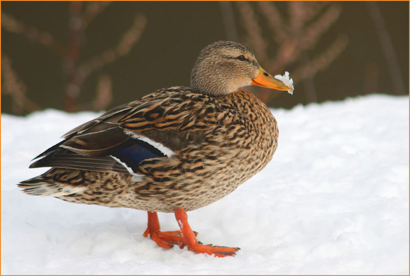 ...ich hab´den Schnabel voll vom Schnee!