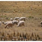 ich habe "ALF" gesehen....rechts der Beweis: er lebt nun in Peru...