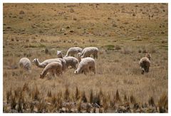 ich habe "ALF" gesehen....rechts der Beweis: er lebt nun in Peru...