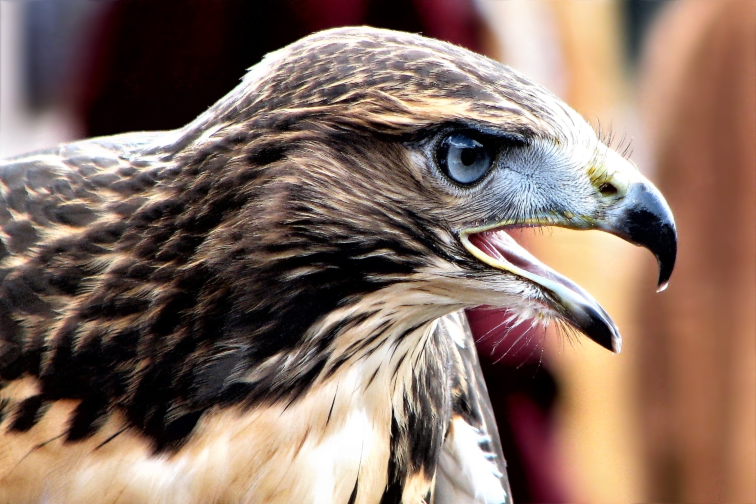 Ich habe auch einen Vogel