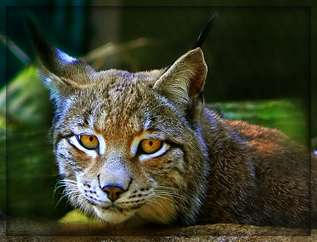 Ich habe Augen wie ein Luchs.....