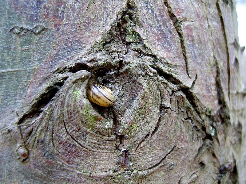 Ich habe das Gefühl, daß der Baum mich beobachtet (1)