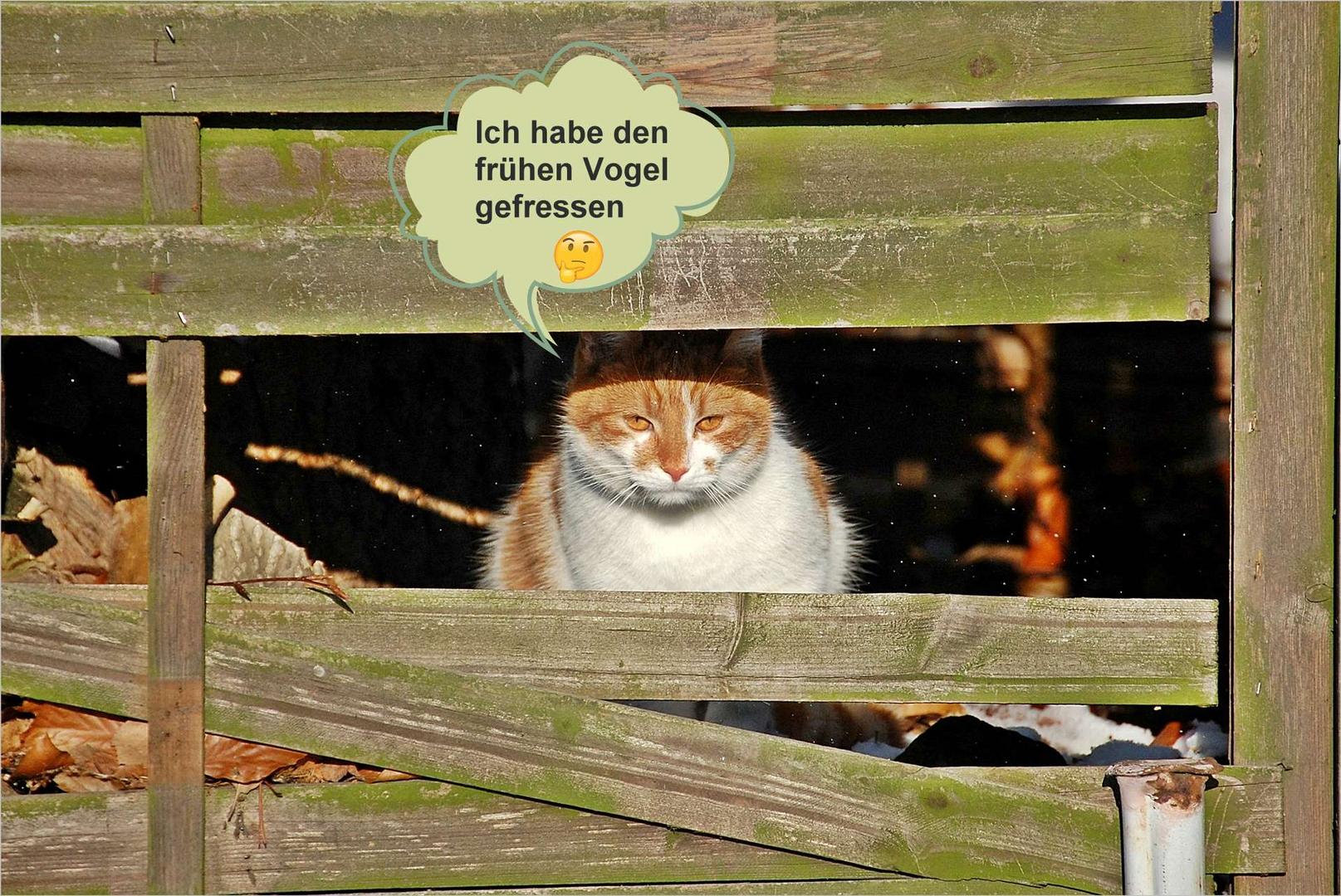 ich habe den frühen Vogel gefressen ...