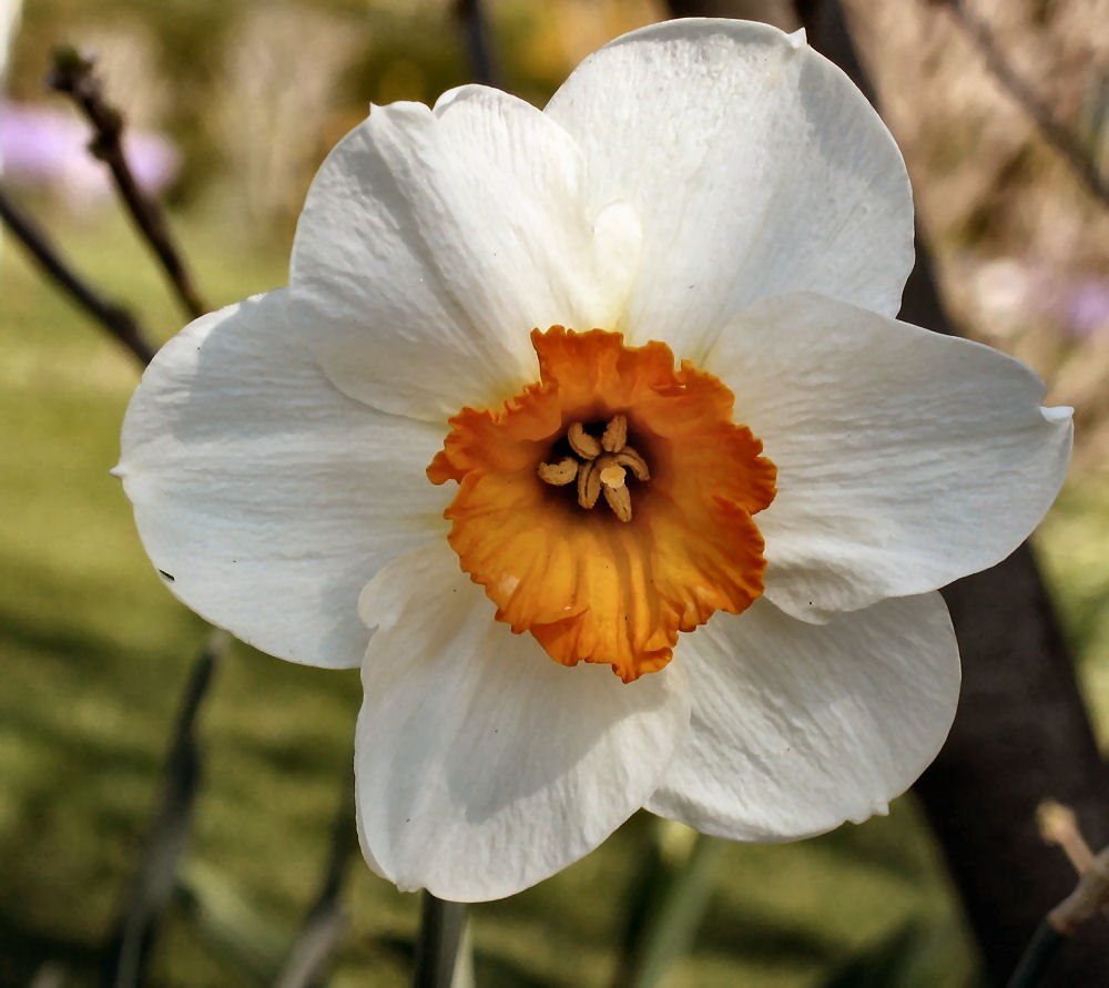 Ich habe den Frühling gesehen.......