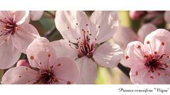 Ich habe den Frühling gesehen