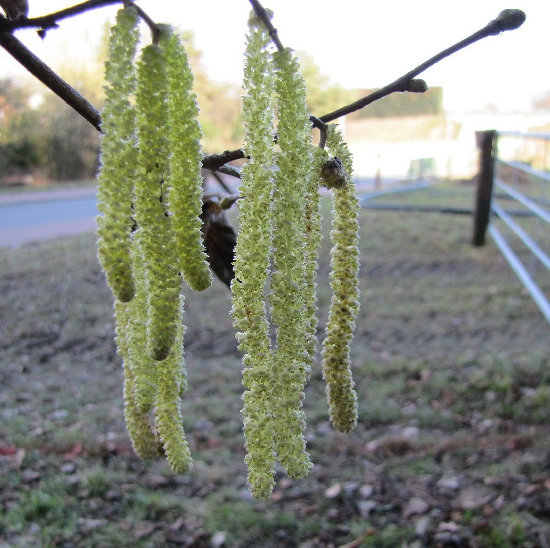 Ich habe den Frühling gesehen...