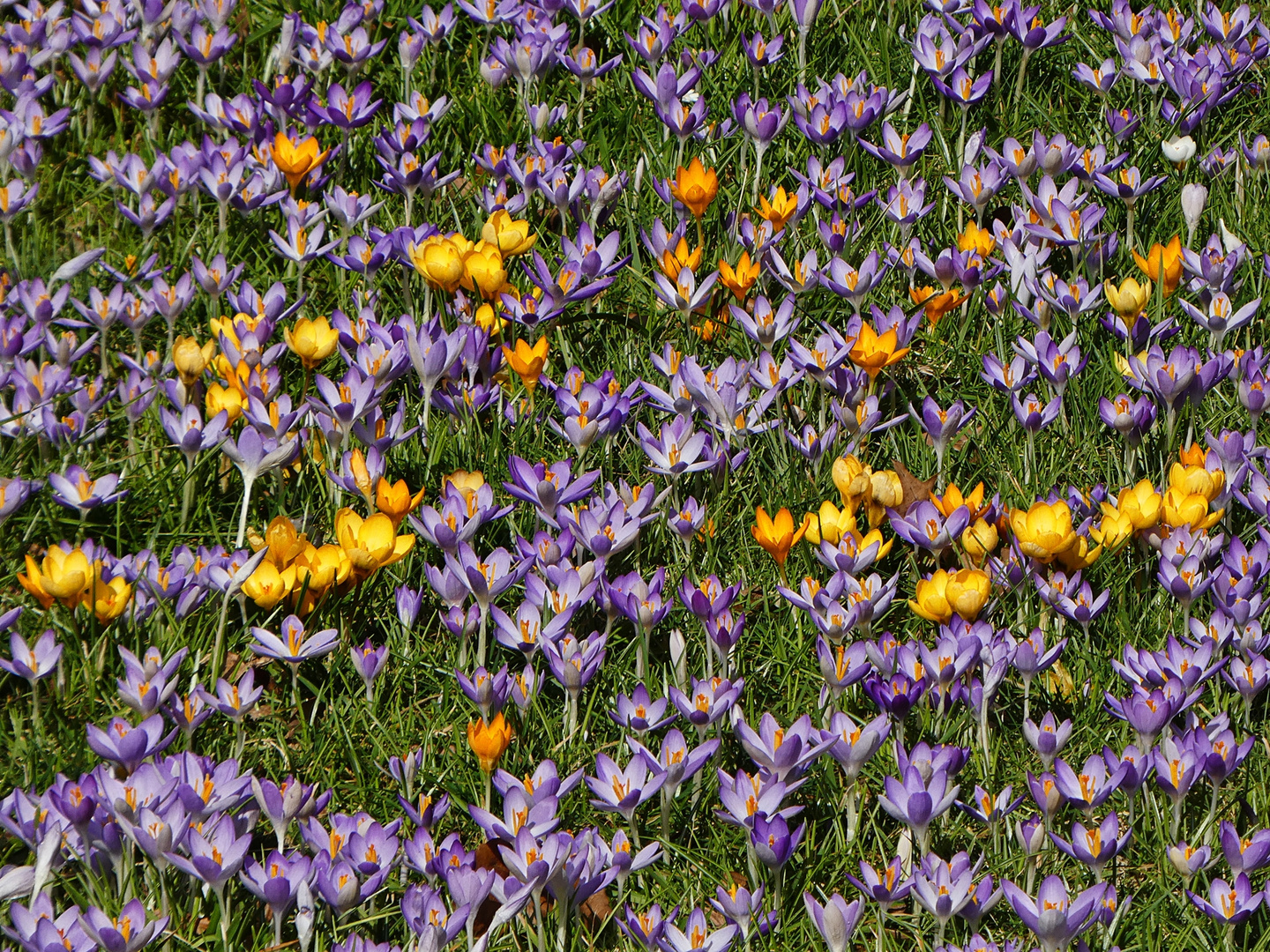 Ich habe den Frühling gesehen :-)