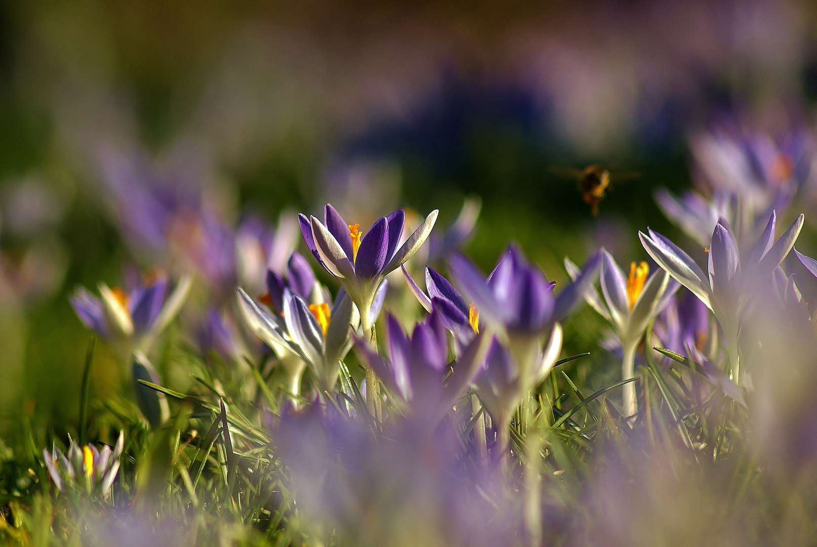 Ich habe den Frühling gesehen...