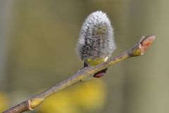 ich habe den Frühling gesehen II