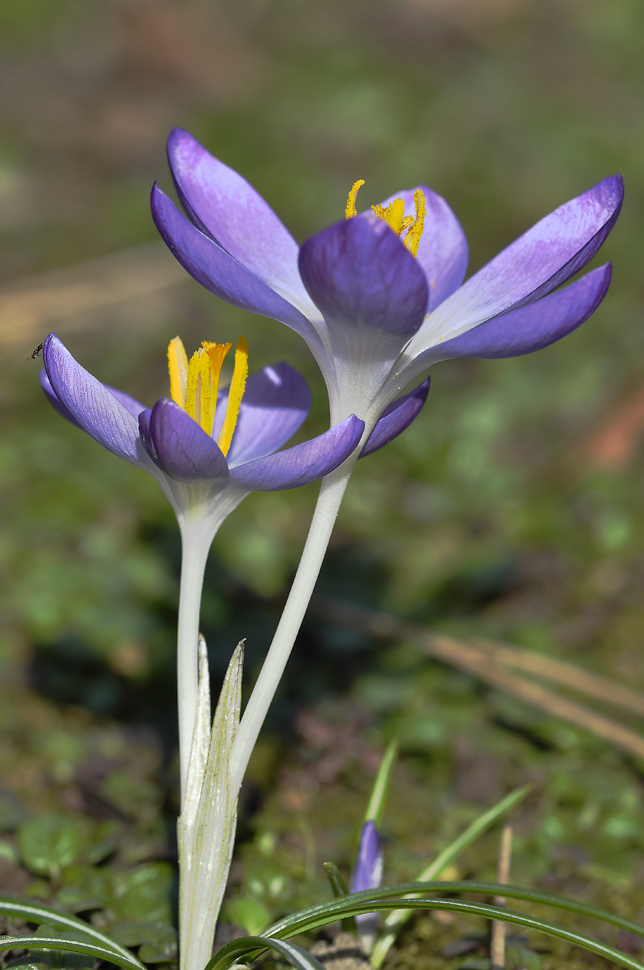 ich habe den Frühling gesehen III