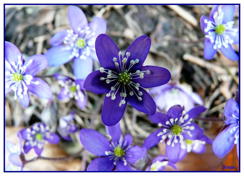 Ich habe den Frühling schon gesehen!