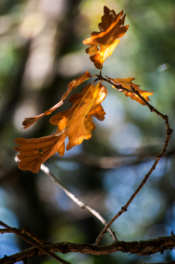 ich habe den Herbst gesehen