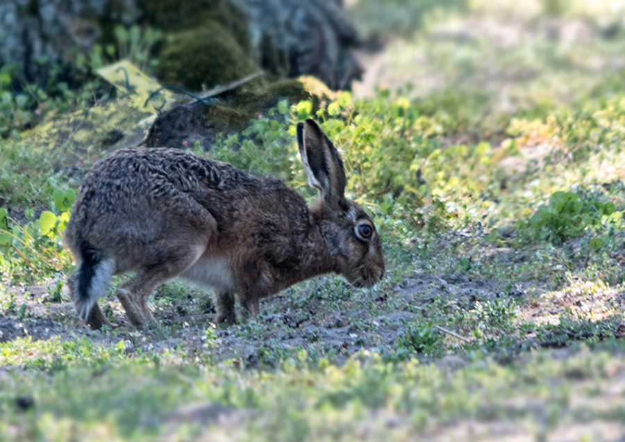 Ich habe den Osterhasen gesehen