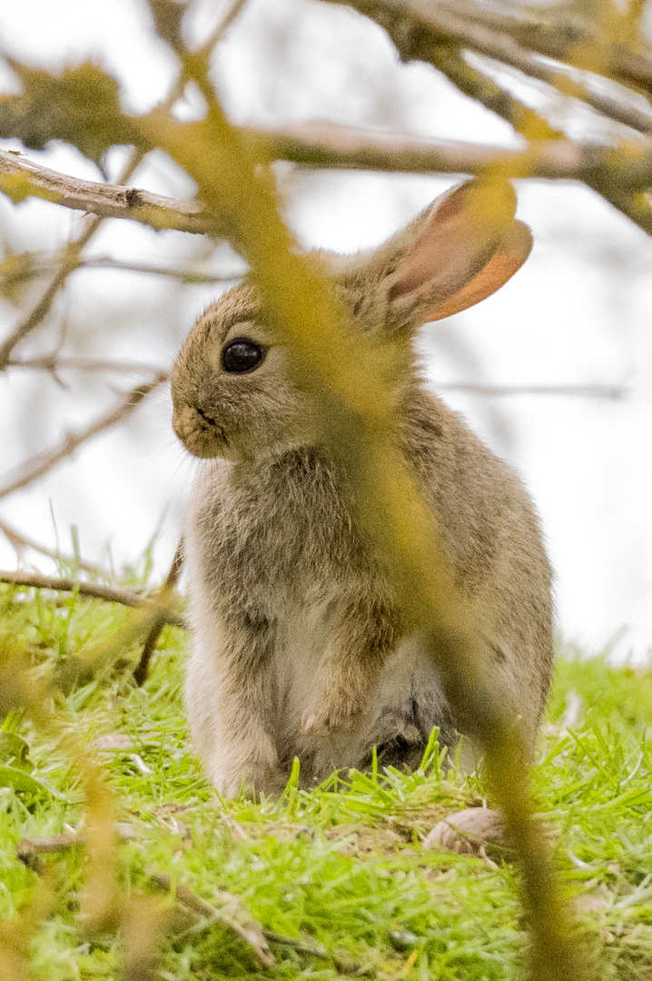 ich habe den Osterhasen gesucht