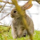 ich habe den Osterhasen gesucht