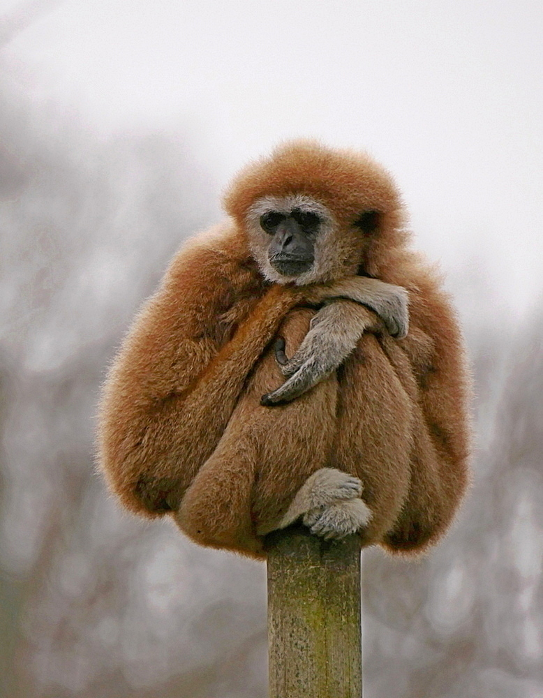 Ich habe den Überblick  - Weißhandgibbon