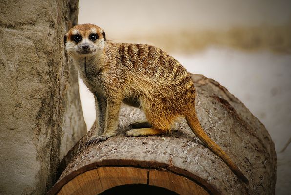 Ich habe dich schon lange gesehen......