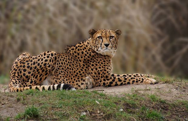 Ich habe dich schon lange gesehen......