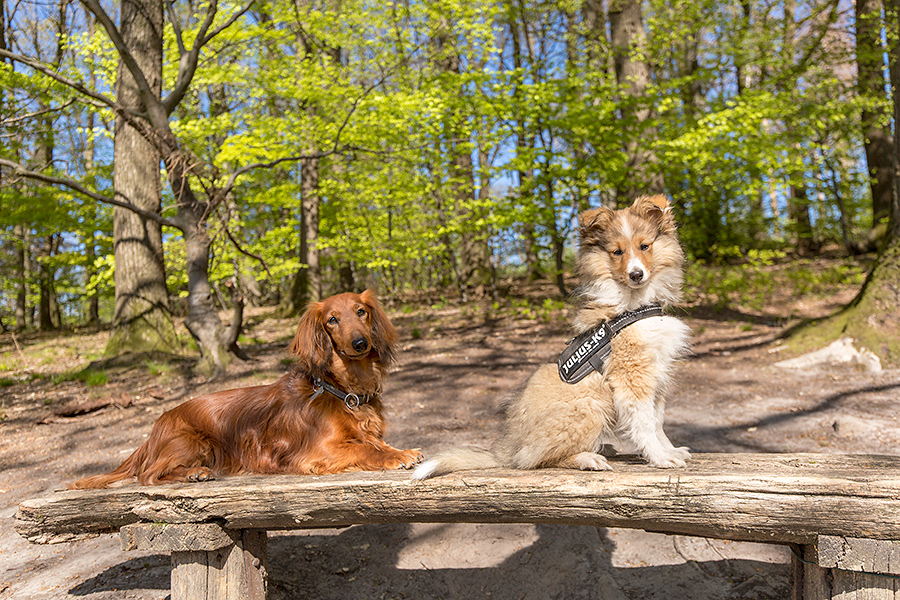 Ich habe die besten Hunde der Welt Foto & Bild hunde