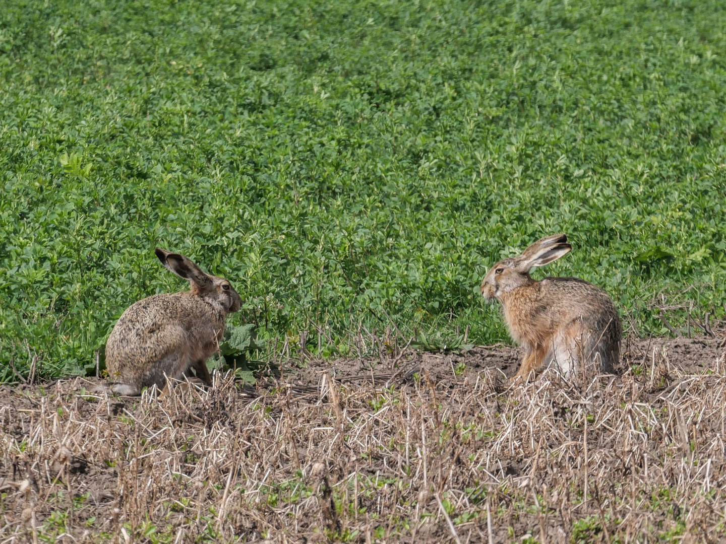 Ich habe die Osterhasen gesehen