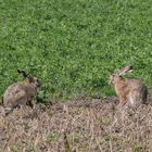 Ich habe die Osterhasen gesehen