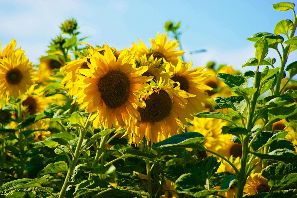 Ich habe durch die Sonnenblume gehört: Der Sommer ist vorbei