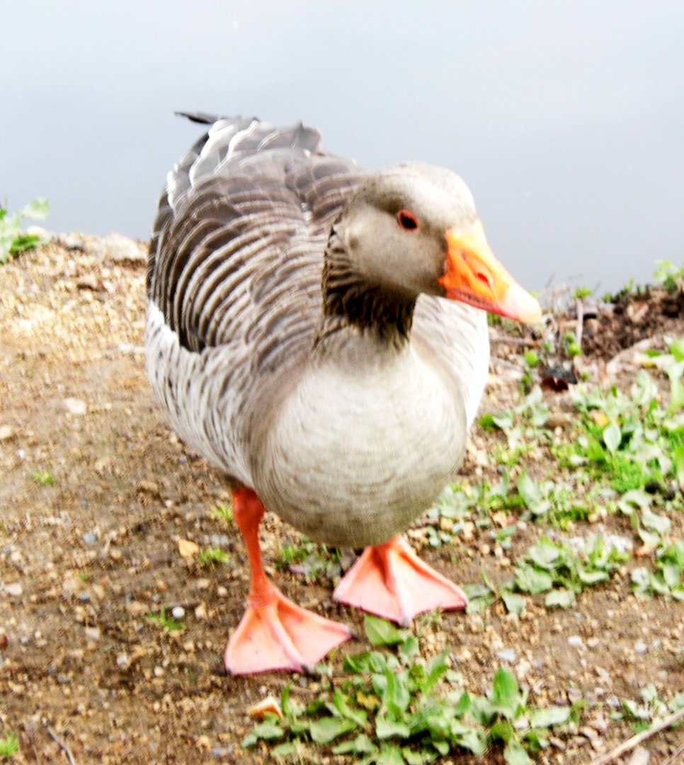 Ich habe ein Fotoshoting