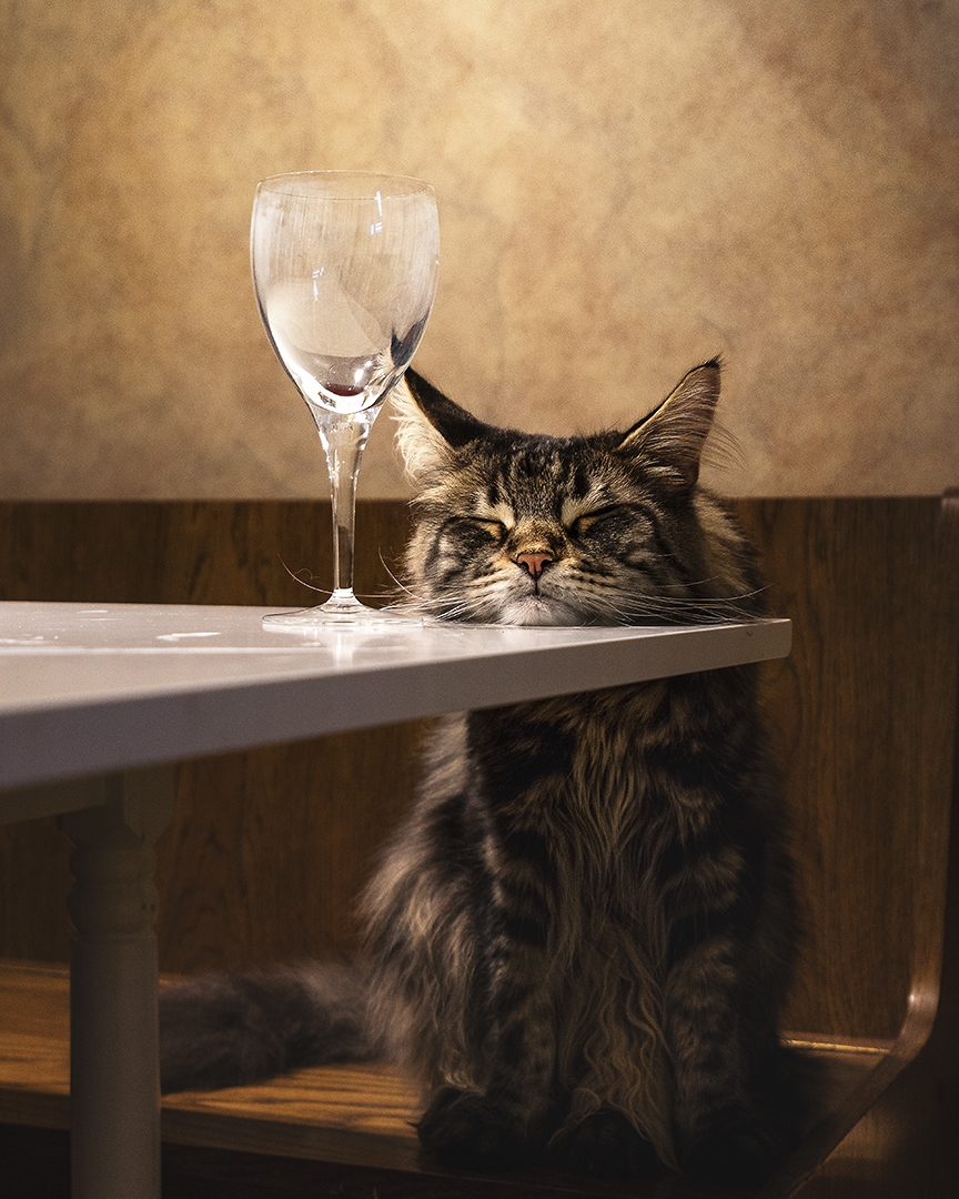 Ich habe ein Kater Foto & Bild tiere, braun, natur Bilder auf Ich habe ein Kater Foto & Bild tiere, braun, natur Bilder auf