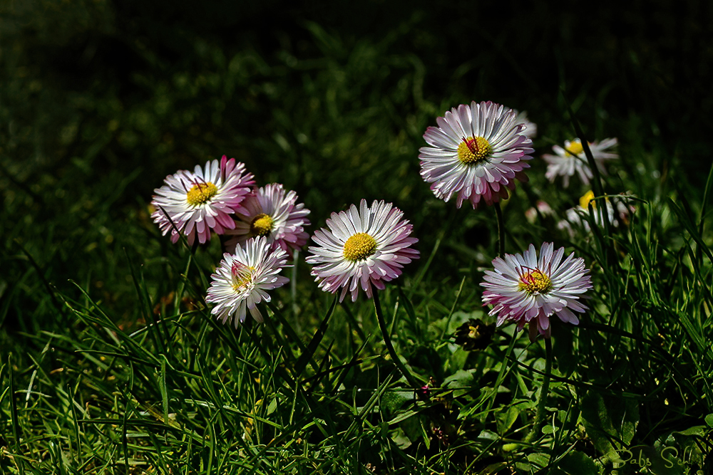 Ich habe ein paar Blumen