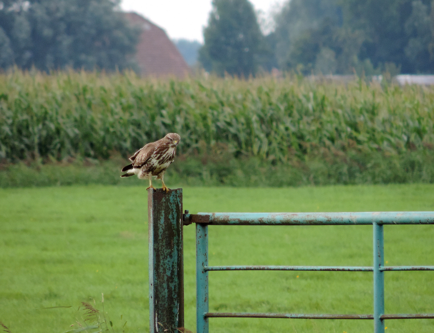 #...Ich habe einen Bussard.....?