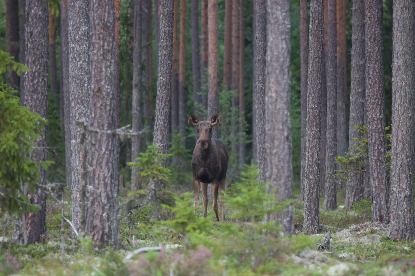 Ich habe einen erwischt (Schweden).