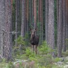 Ich habe einen erwischt (Schweden).