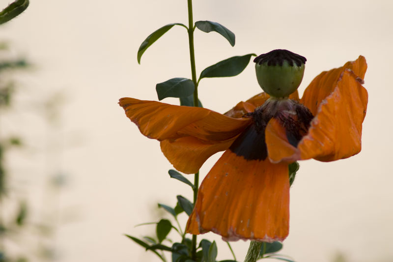 Ich habe einen Schutzengel im Garten