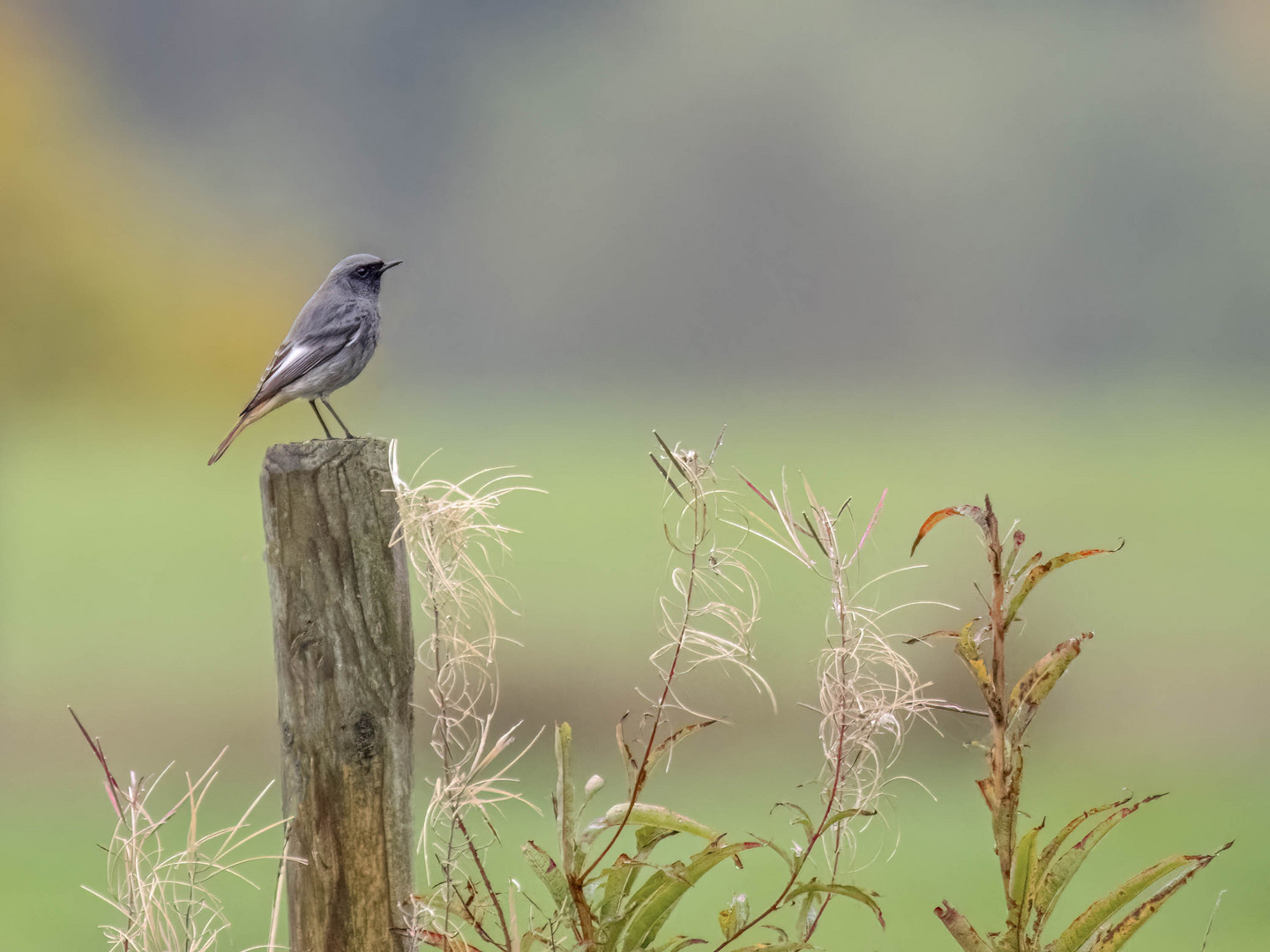 Ich habe einen Vogel