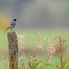 Ich habe einen Vogel